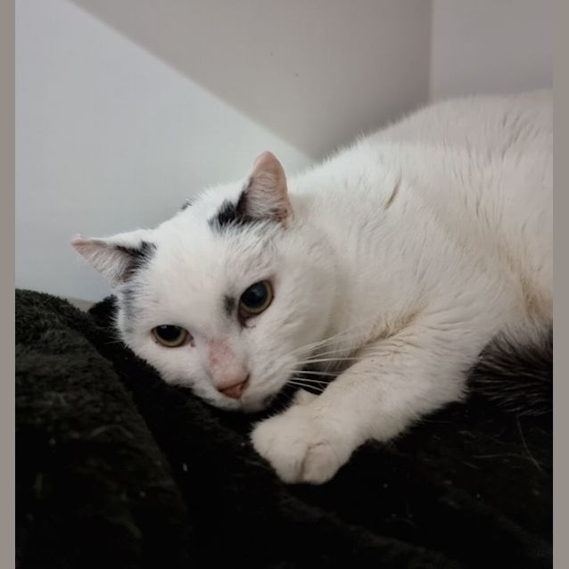 Photo of Percy