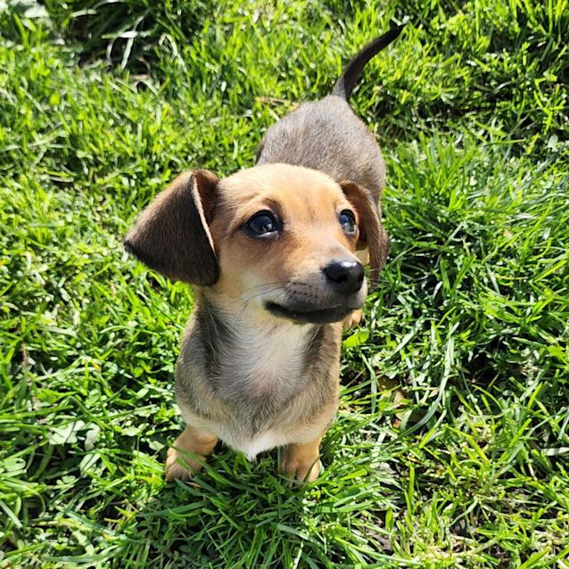 Photo of Coco