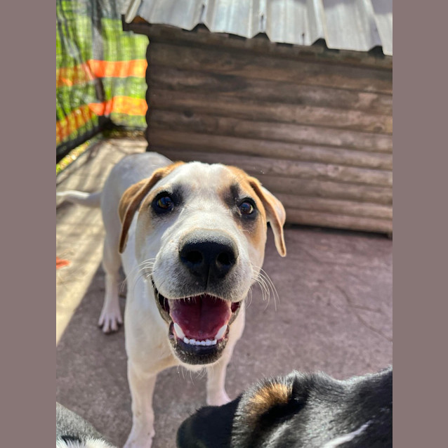 Photo of Pepperoni
