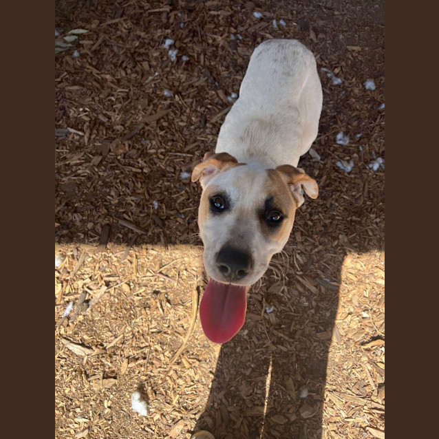 Photo of Pepperoni