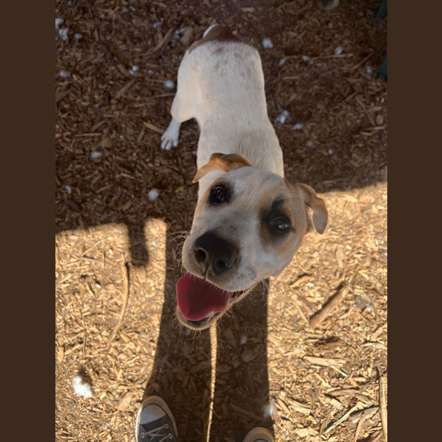 Photo of Pepperoni