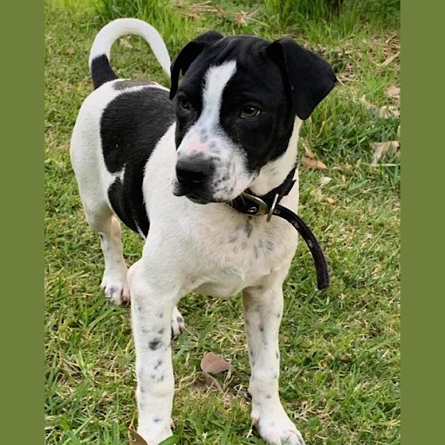 Photo of Spots