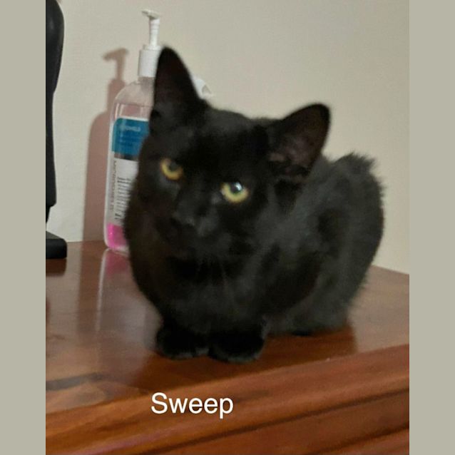 Photo of Sweep