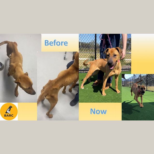 Photo of Brandy Imp 1429