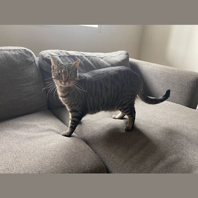 Photo of Bongo ** 2nd Chance Cat Rescue**