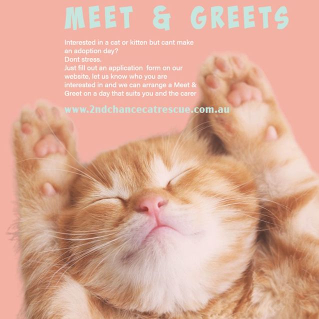 Photo of Bongo ** 2nd Chance Cat Rescue**