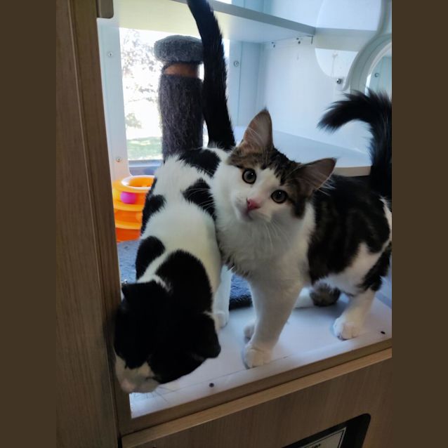 Photo of Bugs & Daffy