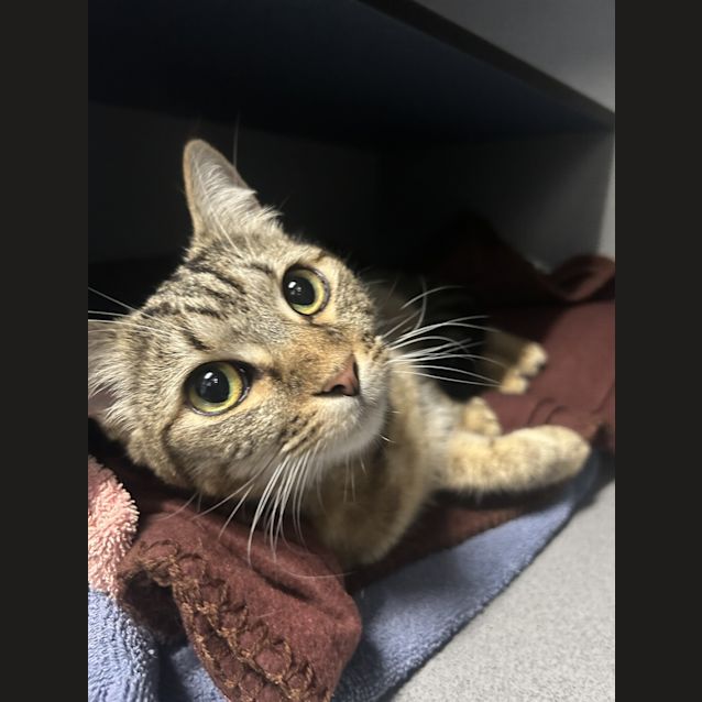 Photo of Sweet Pea