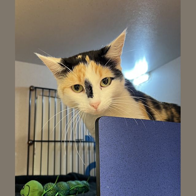 Photo of Trixie