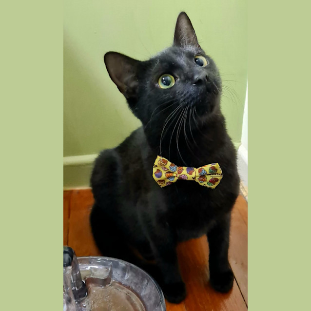 Photo of Pepper