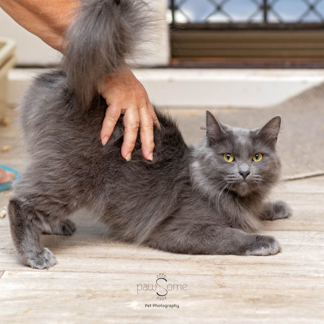 Photo of Wombat **2nd Chance Cat Rescue**