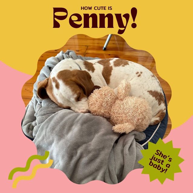 Photo of Penny!!🐶🧡