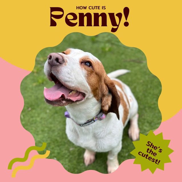 Photo of Penny!!🐶🧡