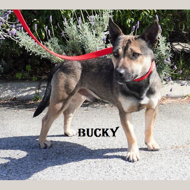 Photo of Buckey