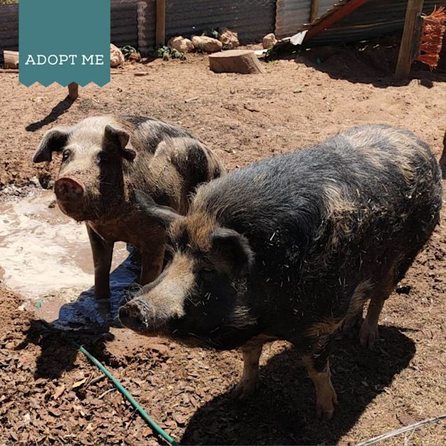 Photo of Winston And Willow