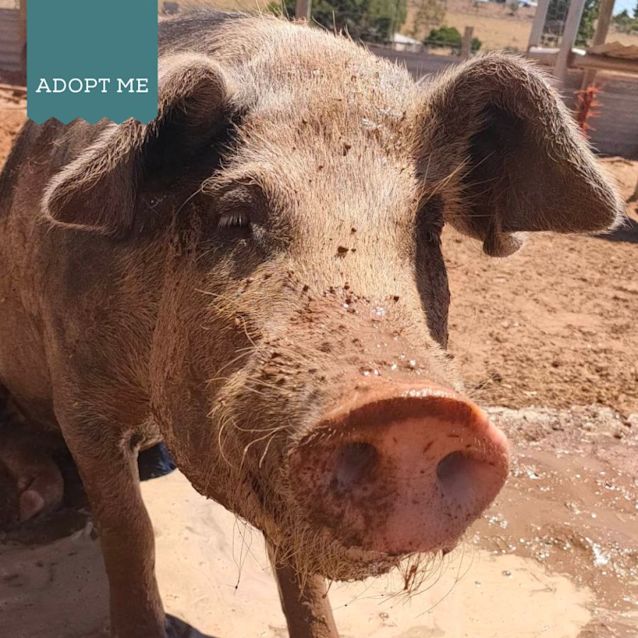 Photo of Winston And Willow