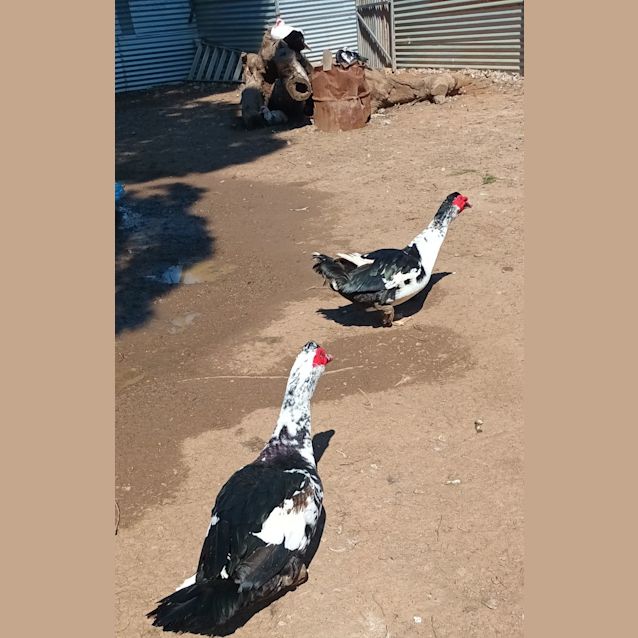 Photo of Adorable, Friendly Ducklings And Drakes
