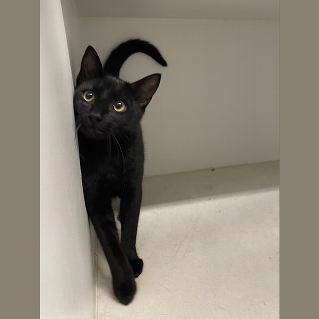 Photo of Shadow (5537)