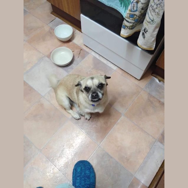 Photo of Rufus   2 Year Old Pug X (Trial)