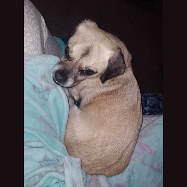 Photo of Rufus   2 Year Old Pug X (Trial)