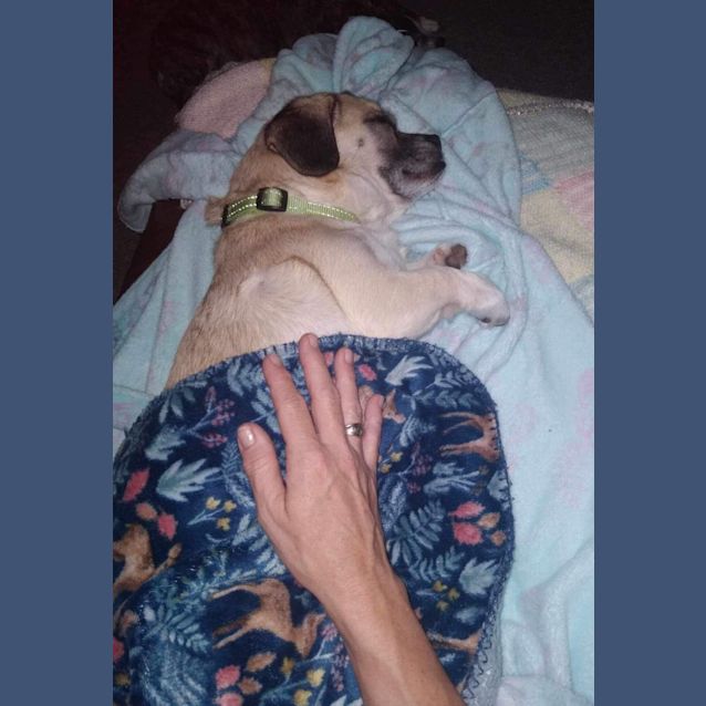 Photo of Rufus   2 Year Old Pug X (Trial)