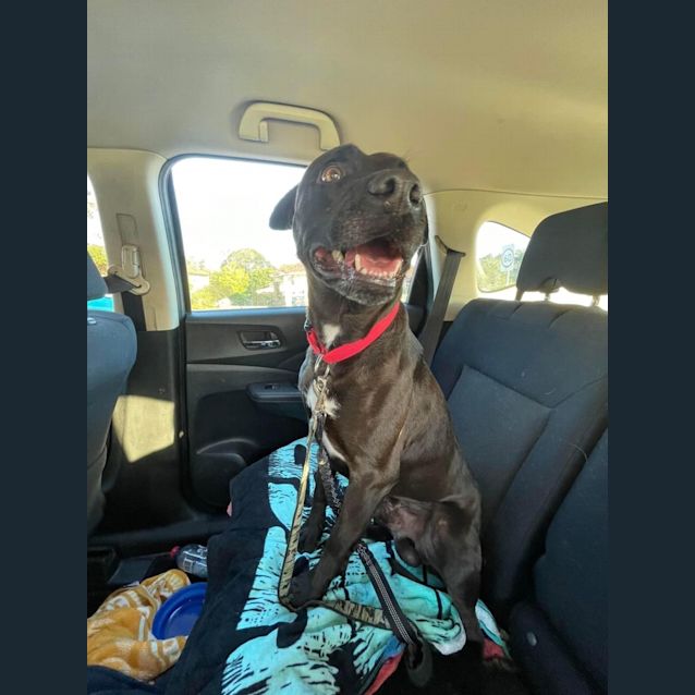 Photo of Pablo   4 Year Old American Staffy X