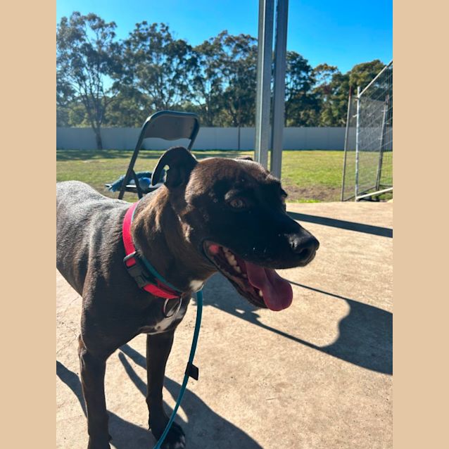 Photo of Pablo   4 Year Old American Staffy X