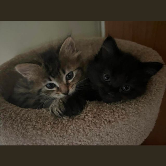 Photo of Millie And Maverick