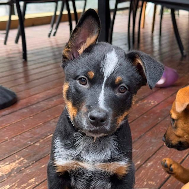 Photo of Teddy 🧸❤️