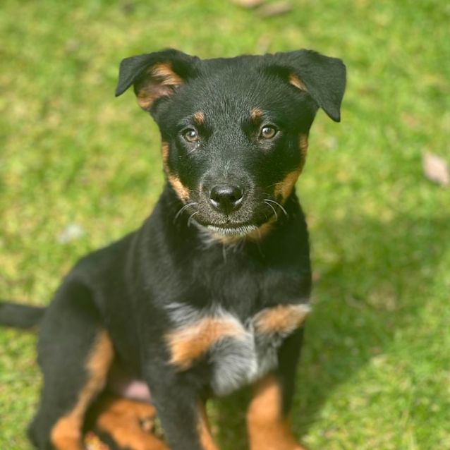 Photo of Bentley