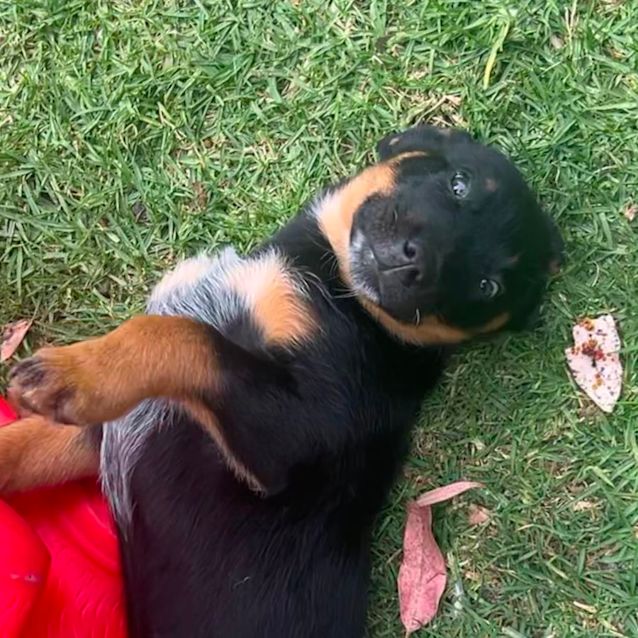 Photo of Bentley