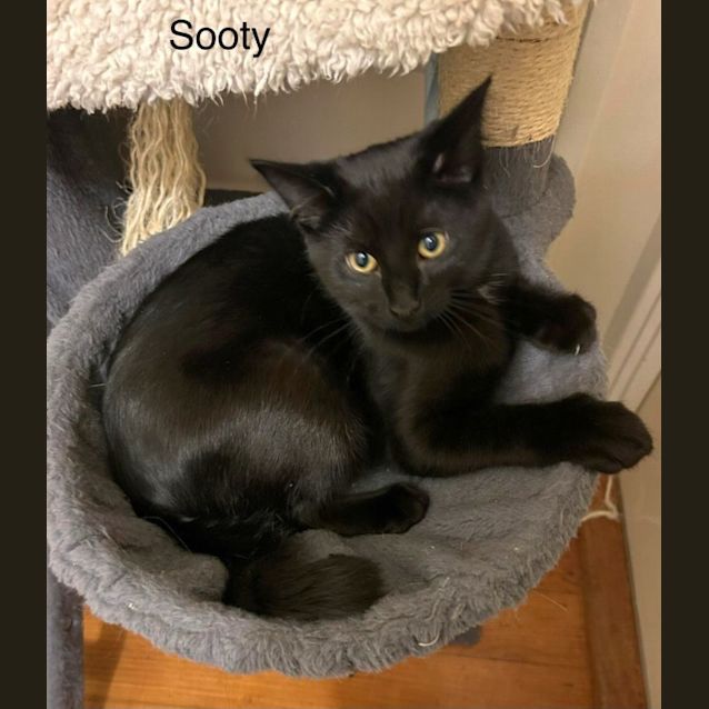 Photo of Sooty