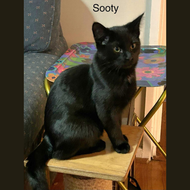 Photo of Sooty