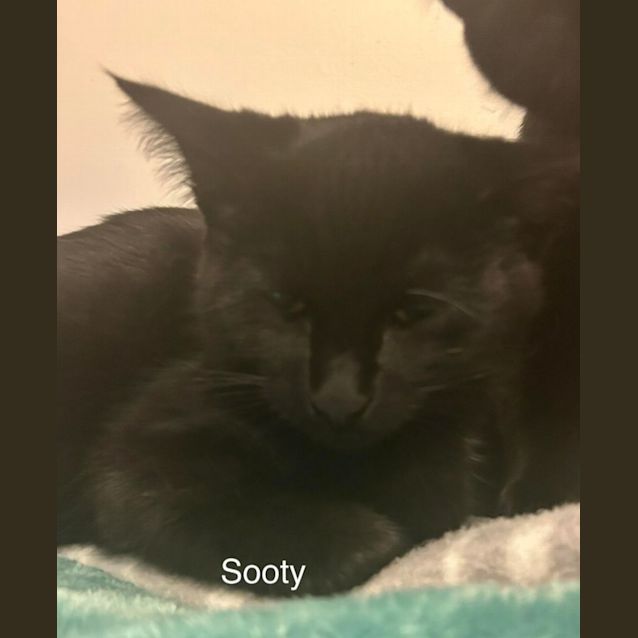 Photo of Sooty