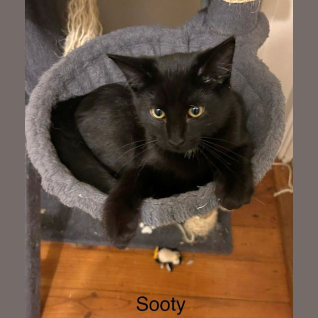 Photo of Sooty