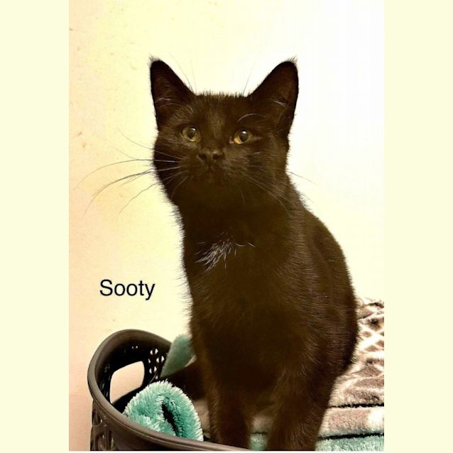 Photo of Sooty