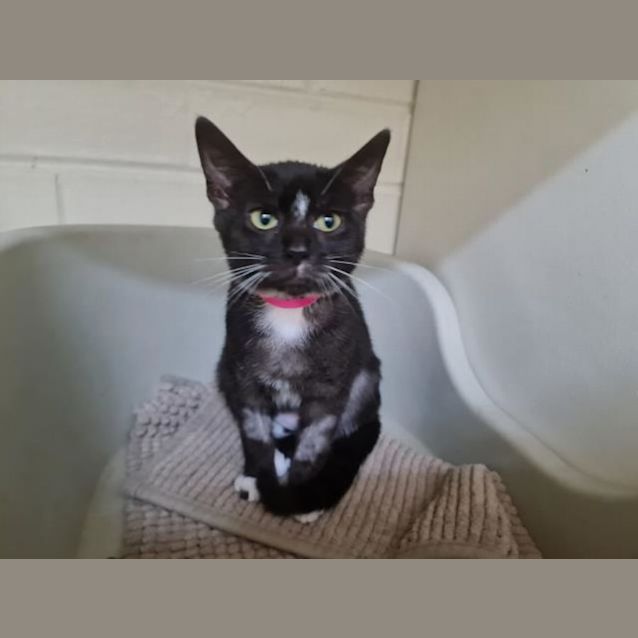 Photo of Olive( Imp 55)