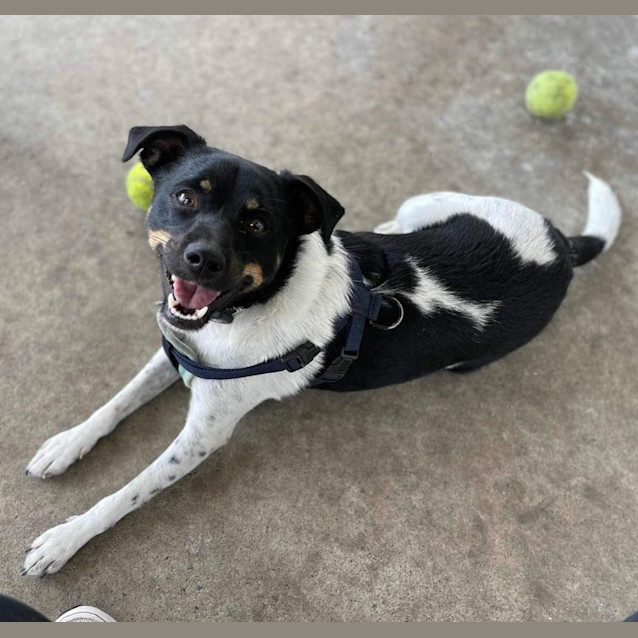 Photo of Sarge