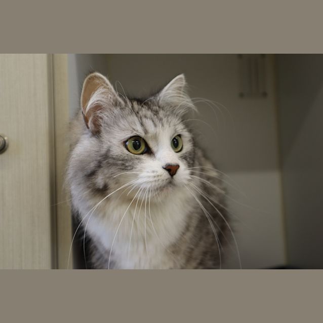 Photo of Amethyne