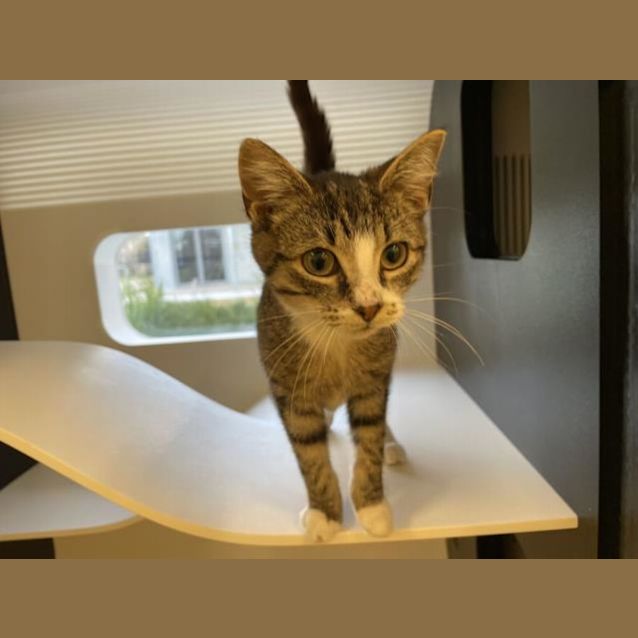 Photo of Mozzie (Imp 937)