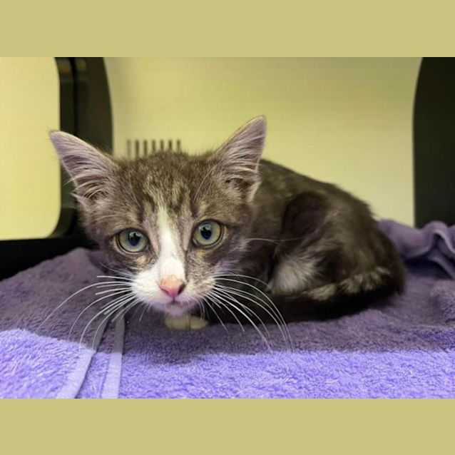 Photo of Kermit (Imp 1157