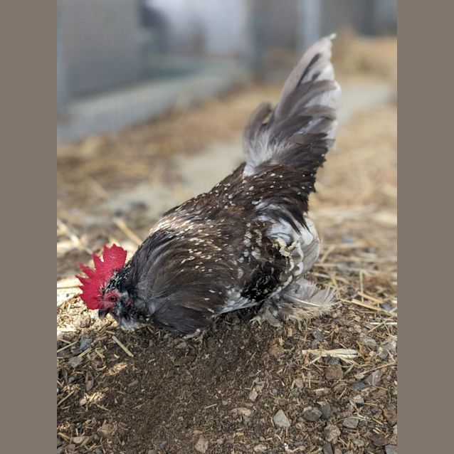 Photo of 🐔Cluck Norris Stk132🐔