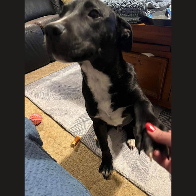 Photo of Cruiser