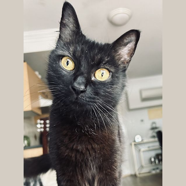 Photo of Willow