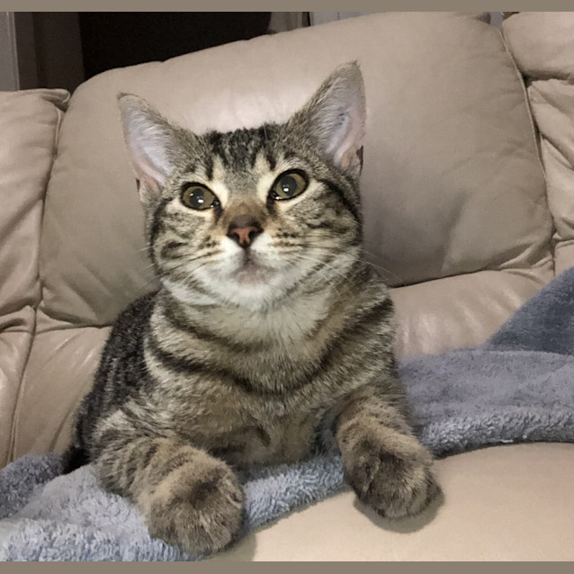 Photo of Pixie
