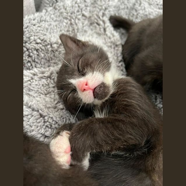 Ayrton Senna Male Domestic Short Hair Cat in NSW PetRescue