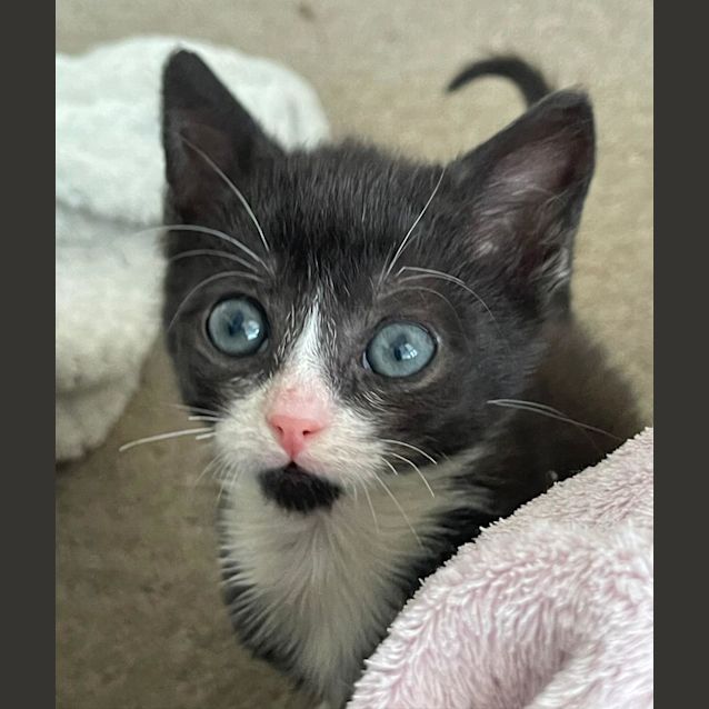 Photo of Ayrton Senna 