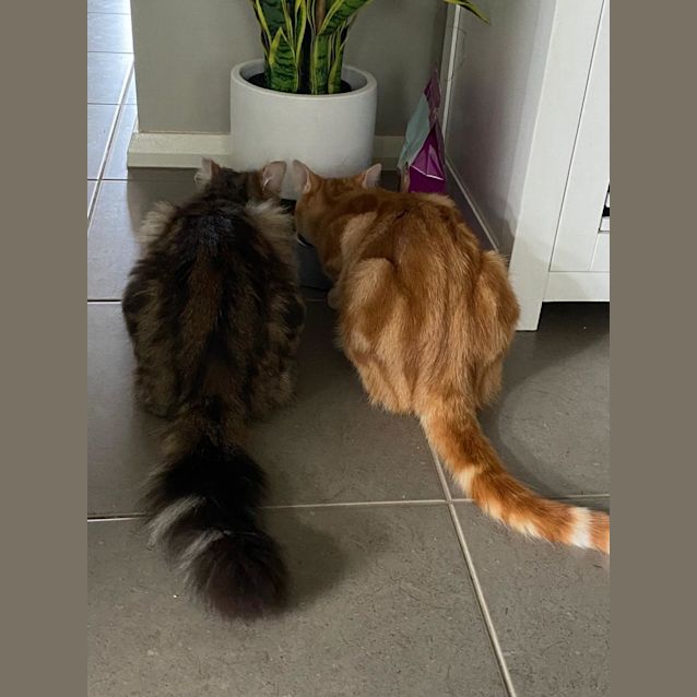 Photo of Pumpkin And Poppy