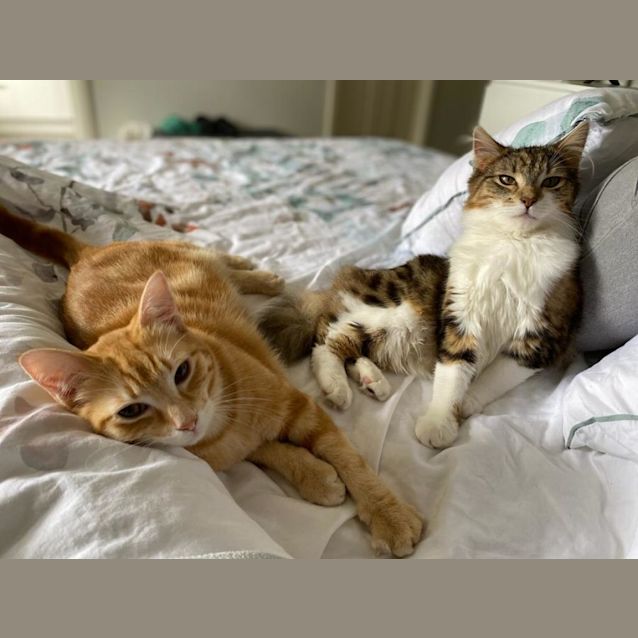 Photo of Pumpkin And Poppy