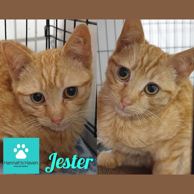 Photo of Jester